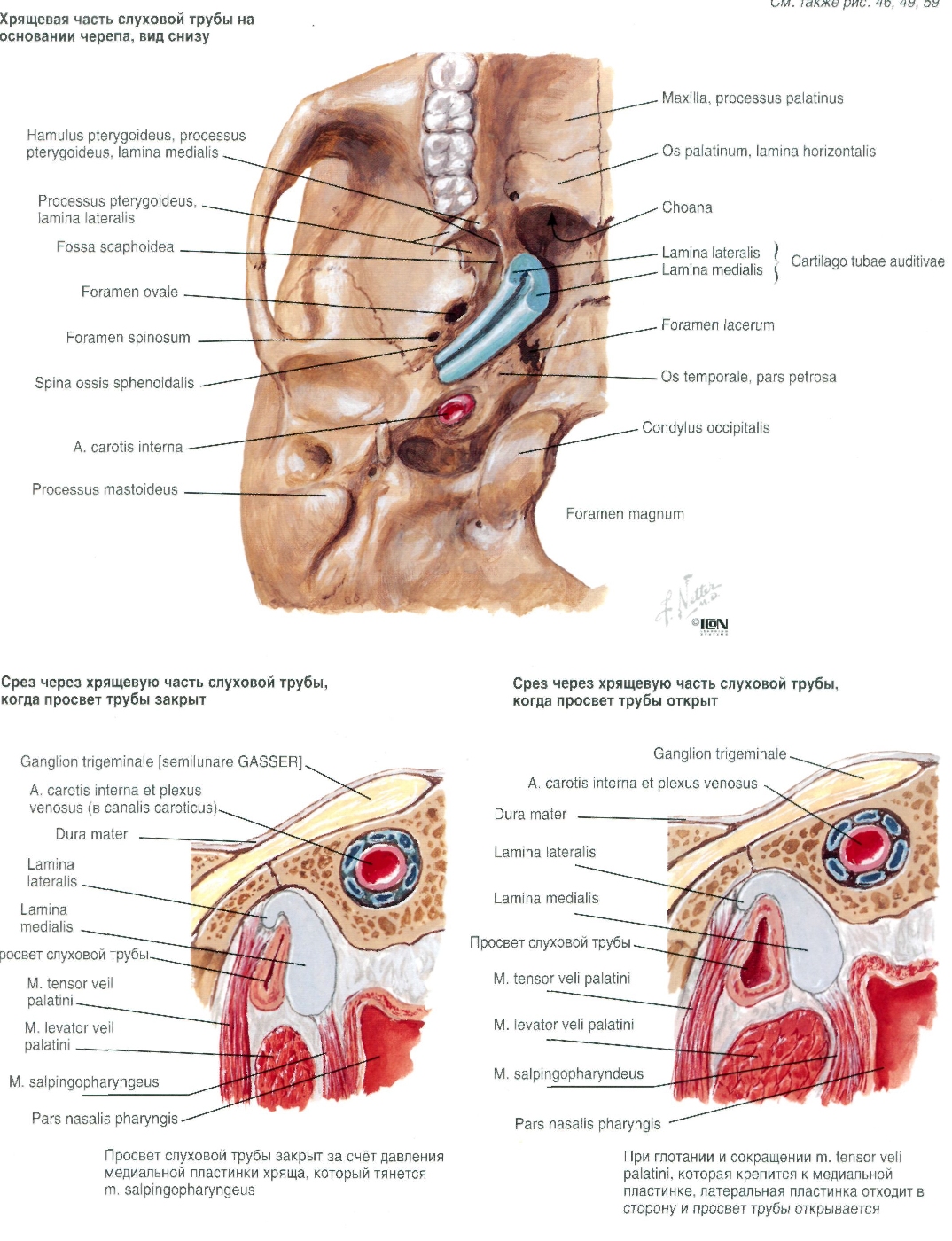 netter-104