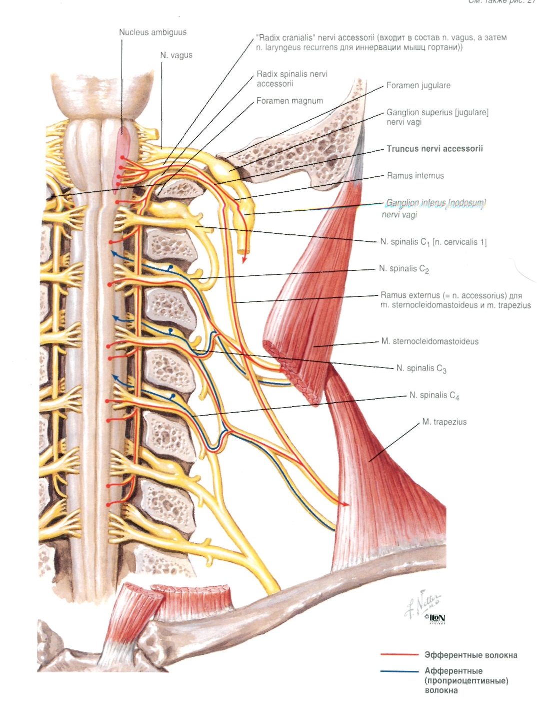 netter-132