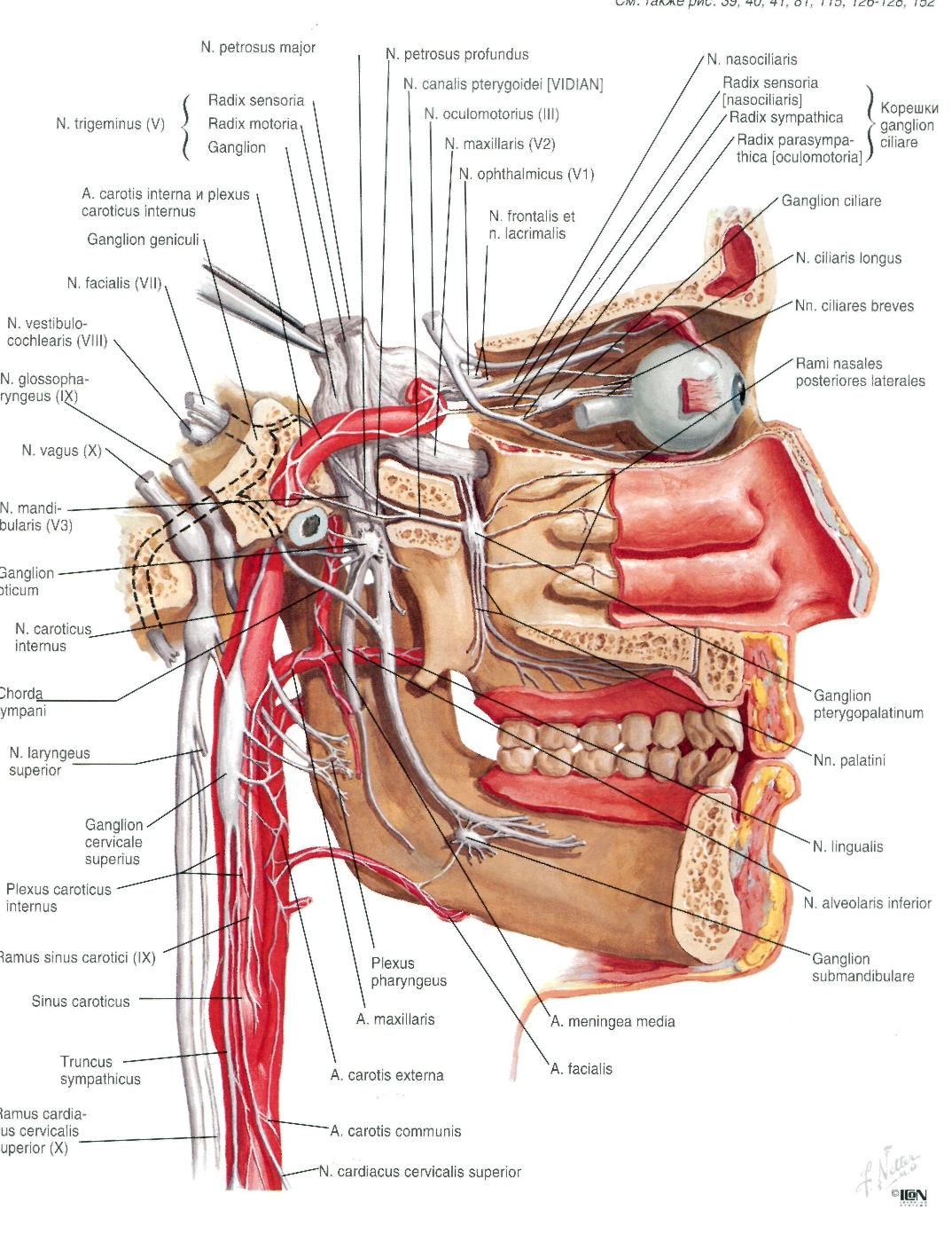 netter-136