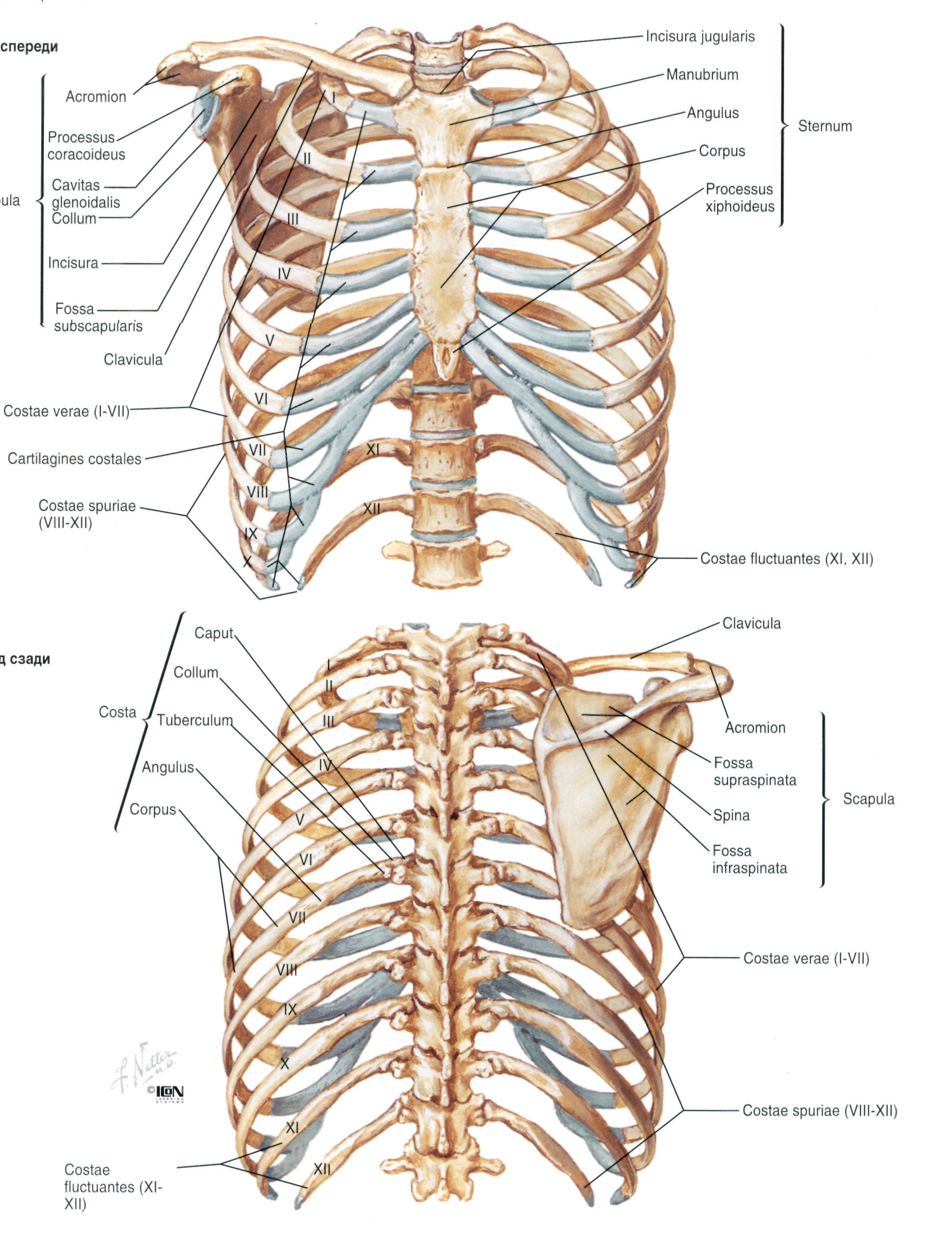 Ребро отдел скелета. Скелет туловища человека анатомия грудная клетка. Нумерация ребер грудной клетки человека. Строение грудины женщины скелет. Рёбра человека строение нумерация.