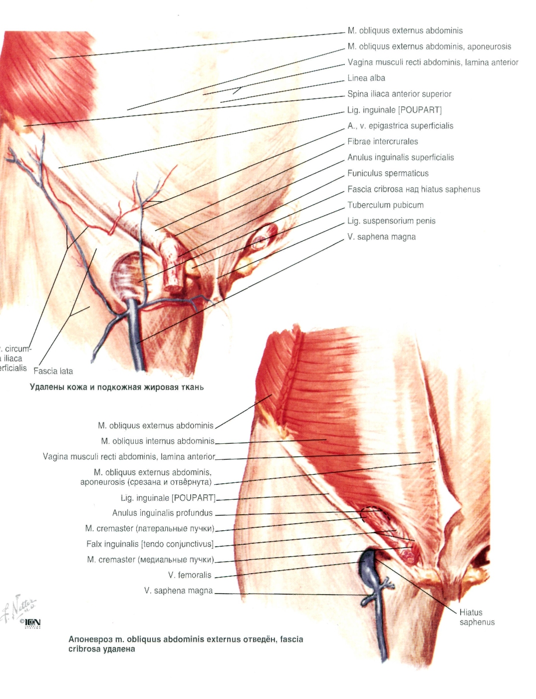 netter-259