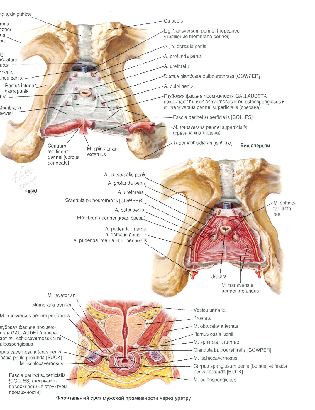 Лобковый симфиз анатомия