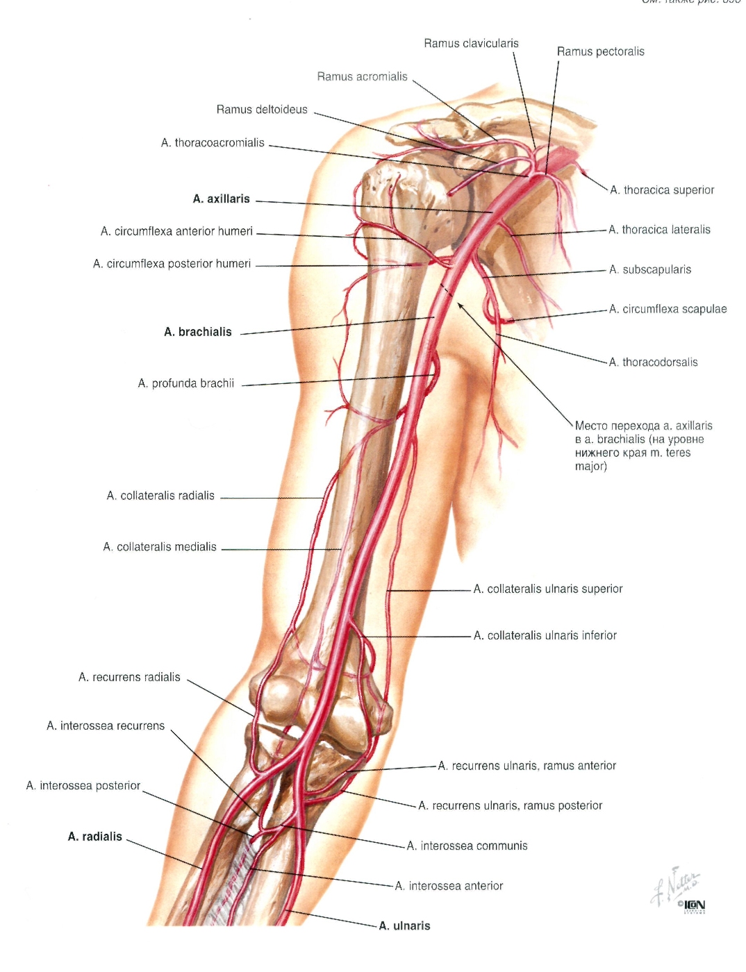 netter-424