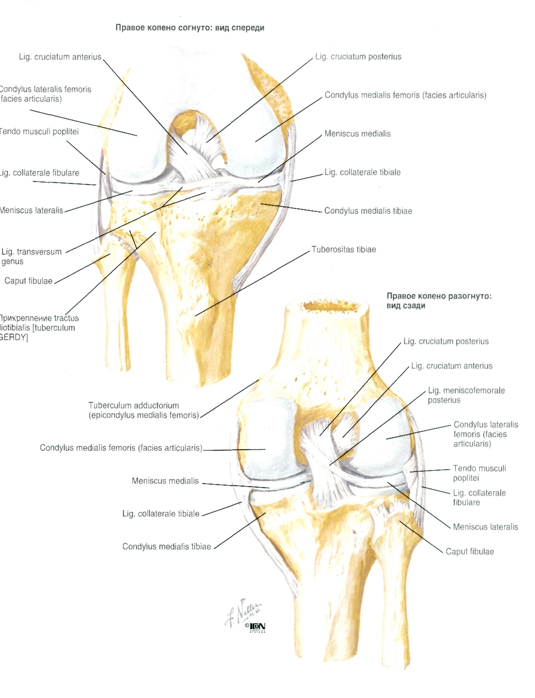 Строение колена у человека. Левый коленный сустав строение анатомия. Коленный сустав строение анатомия иннервация. Связки коленного сустава анатомия. Левый коленный сустав вид спереди.