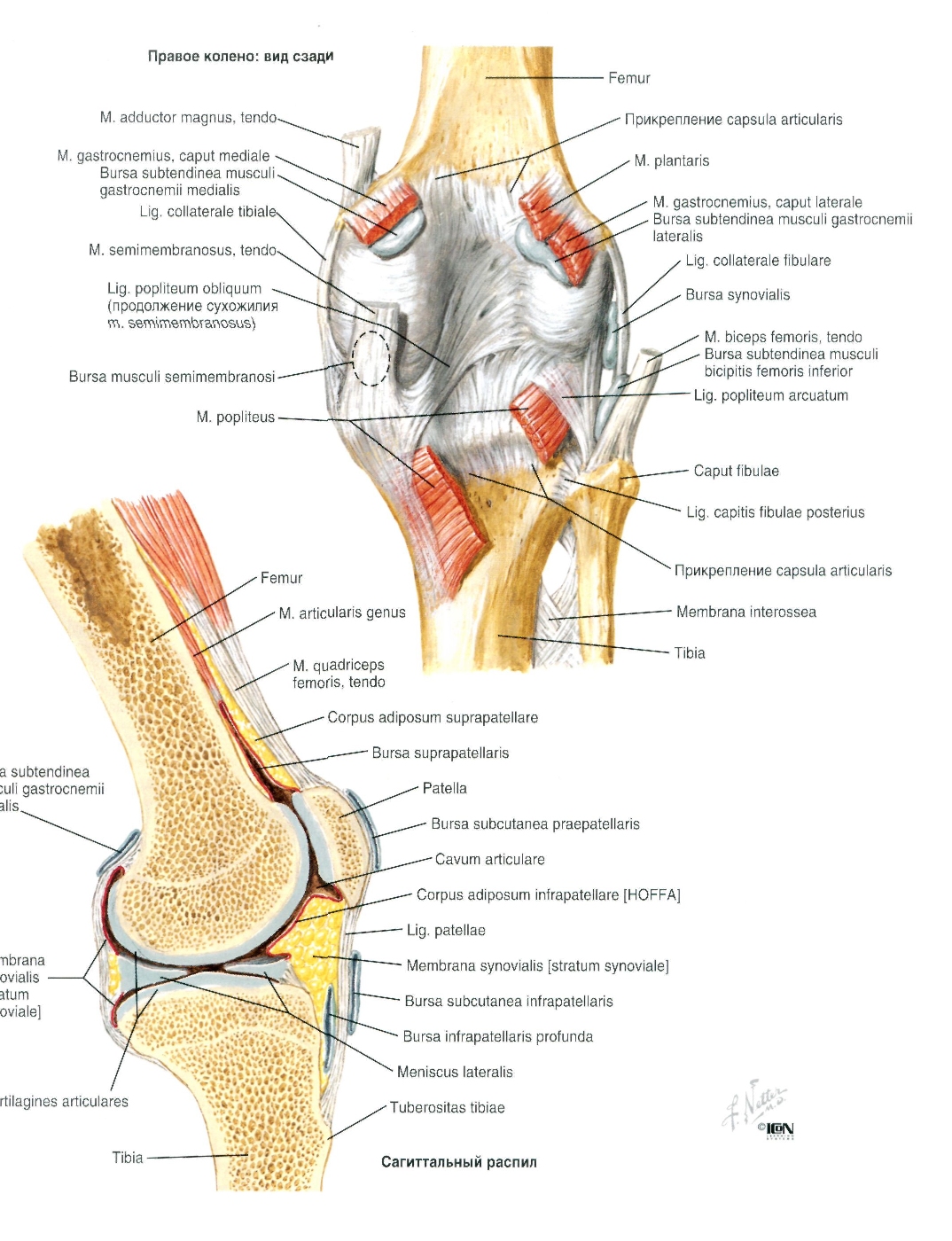 Анатомия коленного сустава Неттер