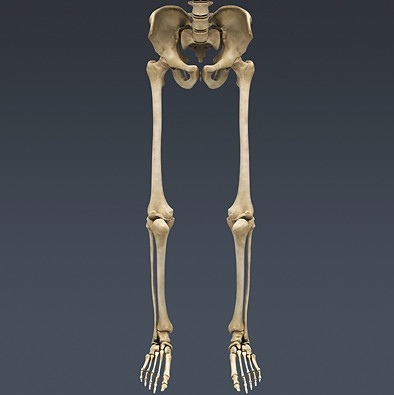 skelet-niz